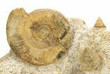 Fossil Ammonite, Belemnite & Gastropod Cluster - Fresney, France #279308-1